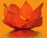 YogaOase - Lotusblüte